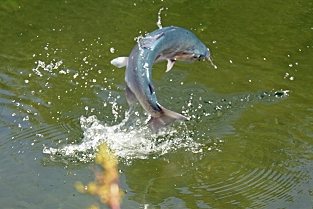 Jumping Trout