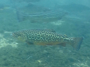 Tiger Trout