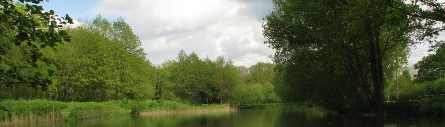 Alder Lake