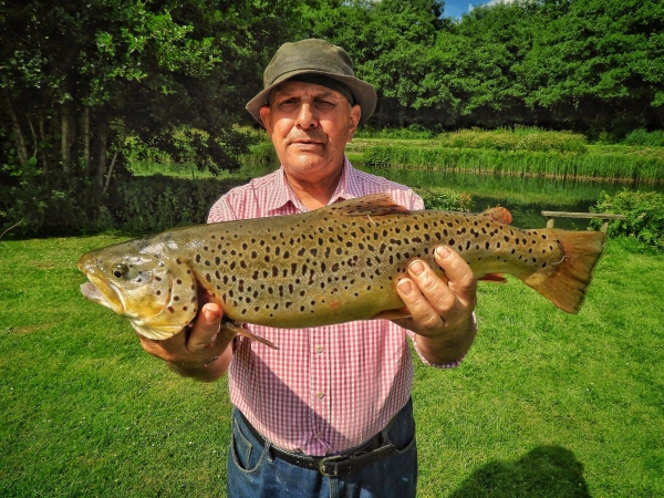 Brown Trout