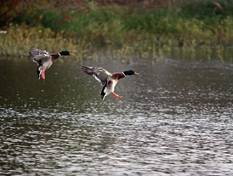 Driven Duck Shooting