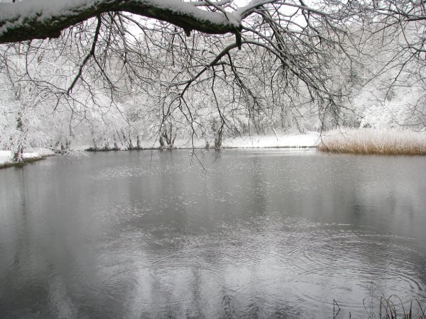 Pine Lake in the Snow