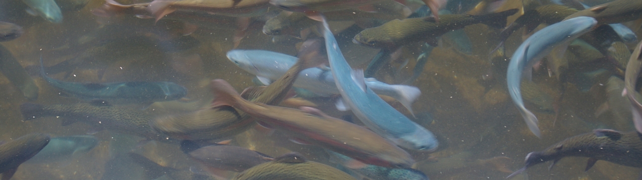 Rockbourne Trout Fishery